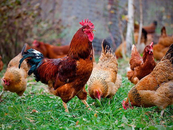 Породы куриц | ЗооТом - продажа, вязка и услуги для животных в Северо-Курильске
