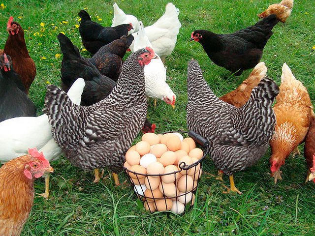 Содержание кур и уход за ними | ЗооТом - продажа, вязка и услуги для животных в Северо-Курильске