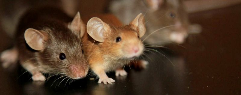 Все о мышах в Северо-Курильске | ЗооТом - продажа, вязка и услуги для животных в Северо-Курильске