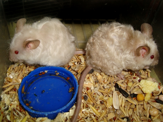 Породы мышей | ЗооТом - продажа, вязка и услуги для животных в Северо-Курильске