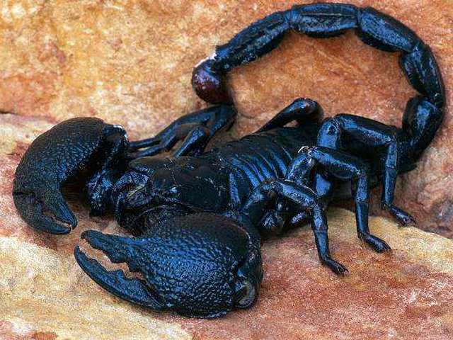 Все о скорпионах в Северо-Курильске | ЗооТом портал о животных