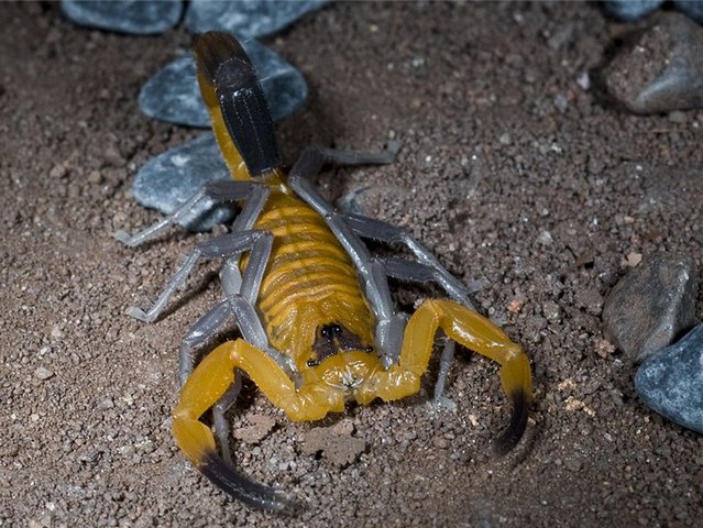 Содержание скорпионов и уход за ними в Северо-Курильске | ЗооТом портал о животных