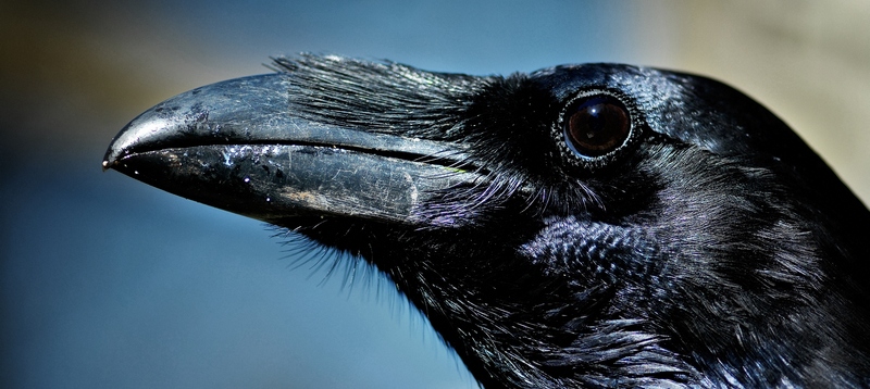 Все о воронах в Северо-Курильске | ЗооТом портал о животных