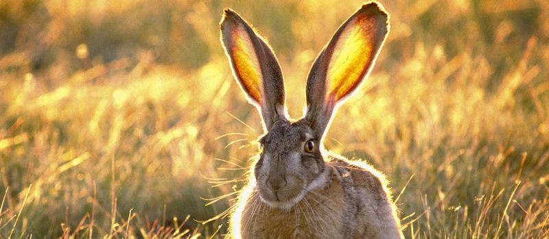 Все о зайцах | ЗооТом - продажа, вязка и услуги для животных в Северо-Курильске
