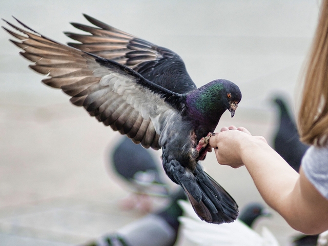 Все о голубях | ЗооТом - продажа, вязка и услуги для животных в Северо-Курильске