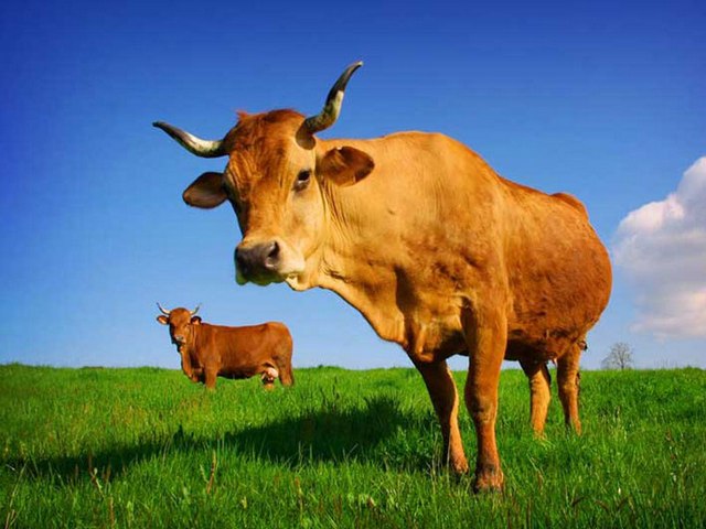 Все о коровах в Северо-Курильске | ЗооТом портал о животных