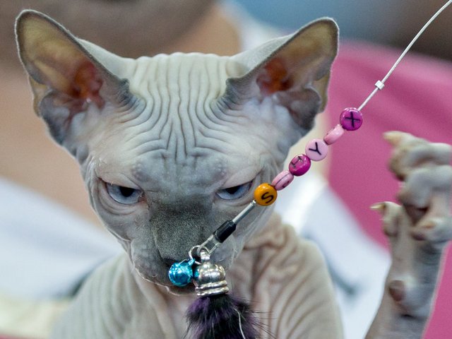 Выставки кошек в Северо-Курильске | ЗооТом портал о животных