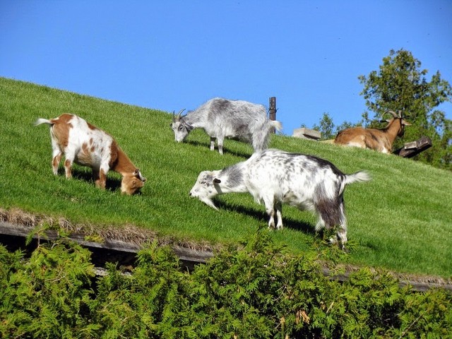 Все о козах в Северо-Курильске | ЗооТом портал о животных