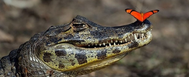 Все о крокодилах в Северо-Курильске | ЗооТом портал о животных