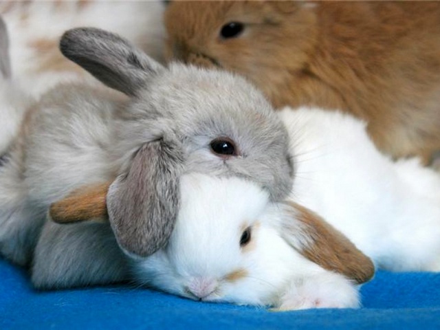 Статьи о кроликах в Северо-Курильске | ЗооТом портал о животных