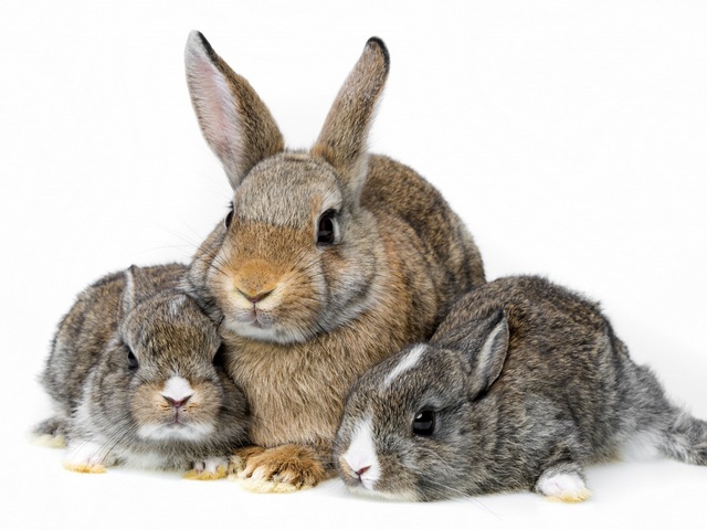 Все о кроликах в Северо-Курильске | ЗооТом портал о животных