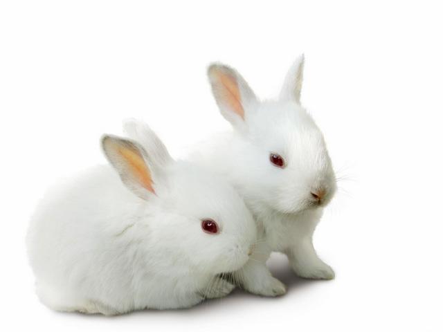 Все о кроликах в Северо-Курильске | ЗооТом портал о животных