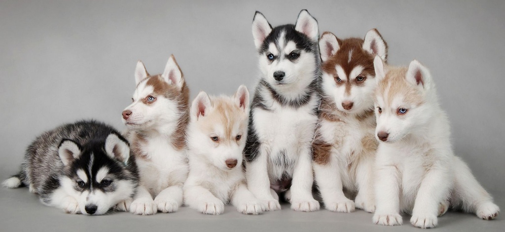 Объявления о собаках | ЗооТом - продажа, вязка и услуги для животных в Северо-Курильске