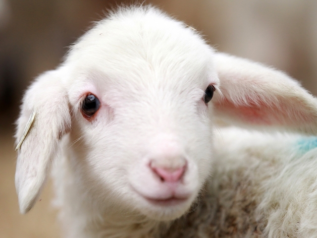 Овцы и бараны в Северо-Курильске | ЗооТом портал о животных