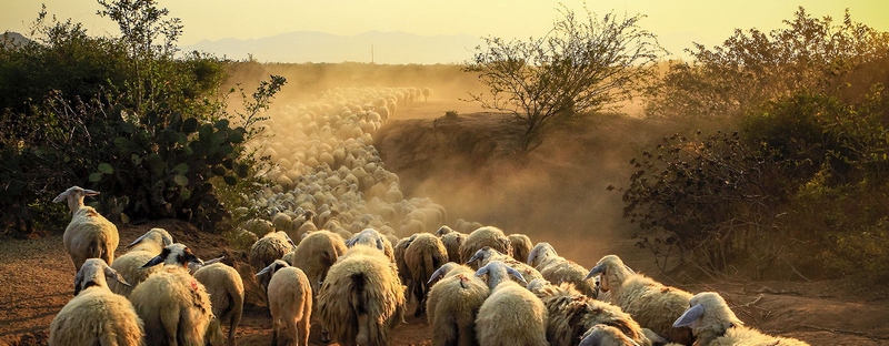 Все об овцах в Северо-Курильске | ЗооТом портал о животных