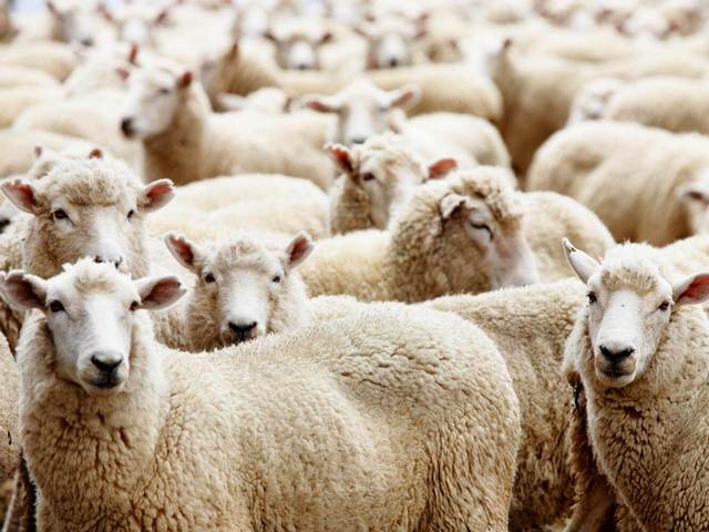 Породы овец в Северо-Курильске | ЗооТом портал о животных