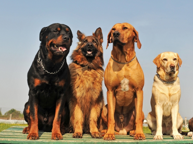 Крупные породы собак в Северо-Курильске | ЗооТом портал о животных