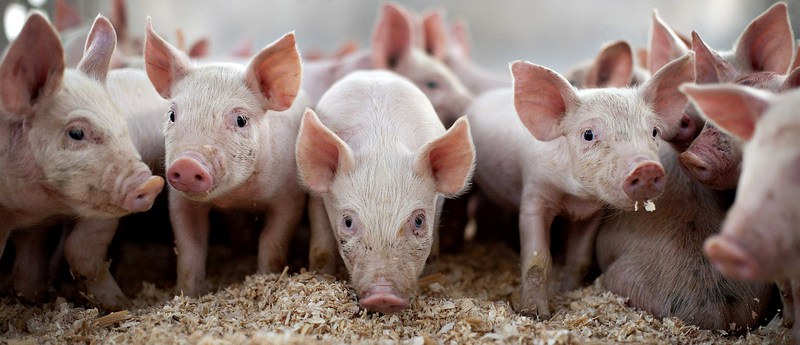 Все о свиньях в Северо-Курильске | ЗооТом портал о животных
