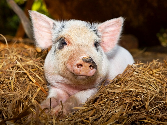 Все о свиньях в Северо-Курильске | ЗооТом портал о животных